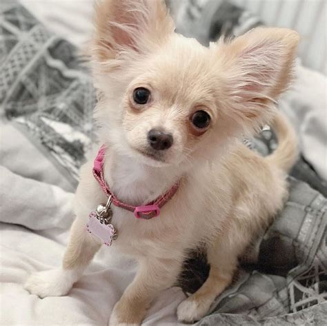 Craigslist los angeles puppies for sale - craigslist Pets in Los Angeles - Long Beach. see also. Very sweet Teacup yorkie puppy. $0. long beach / 562 ... Chicken Coop for Sale (Used) $50. $0. Pico Rivera ... Los Angeles hamster or small animal cage 4 level only 2 months old. $0. Downey ...